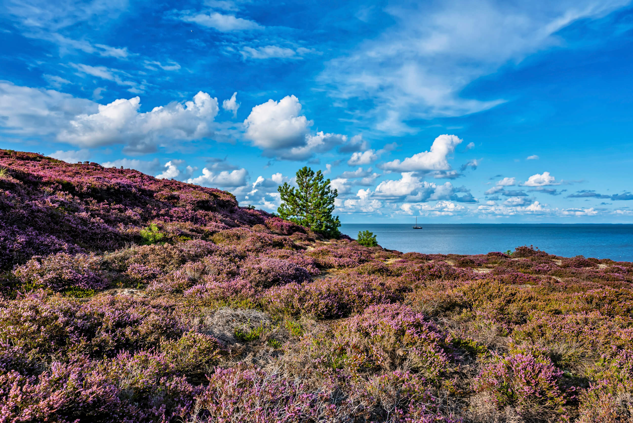 Mit Blumen bewachsenen Dünen am Meer