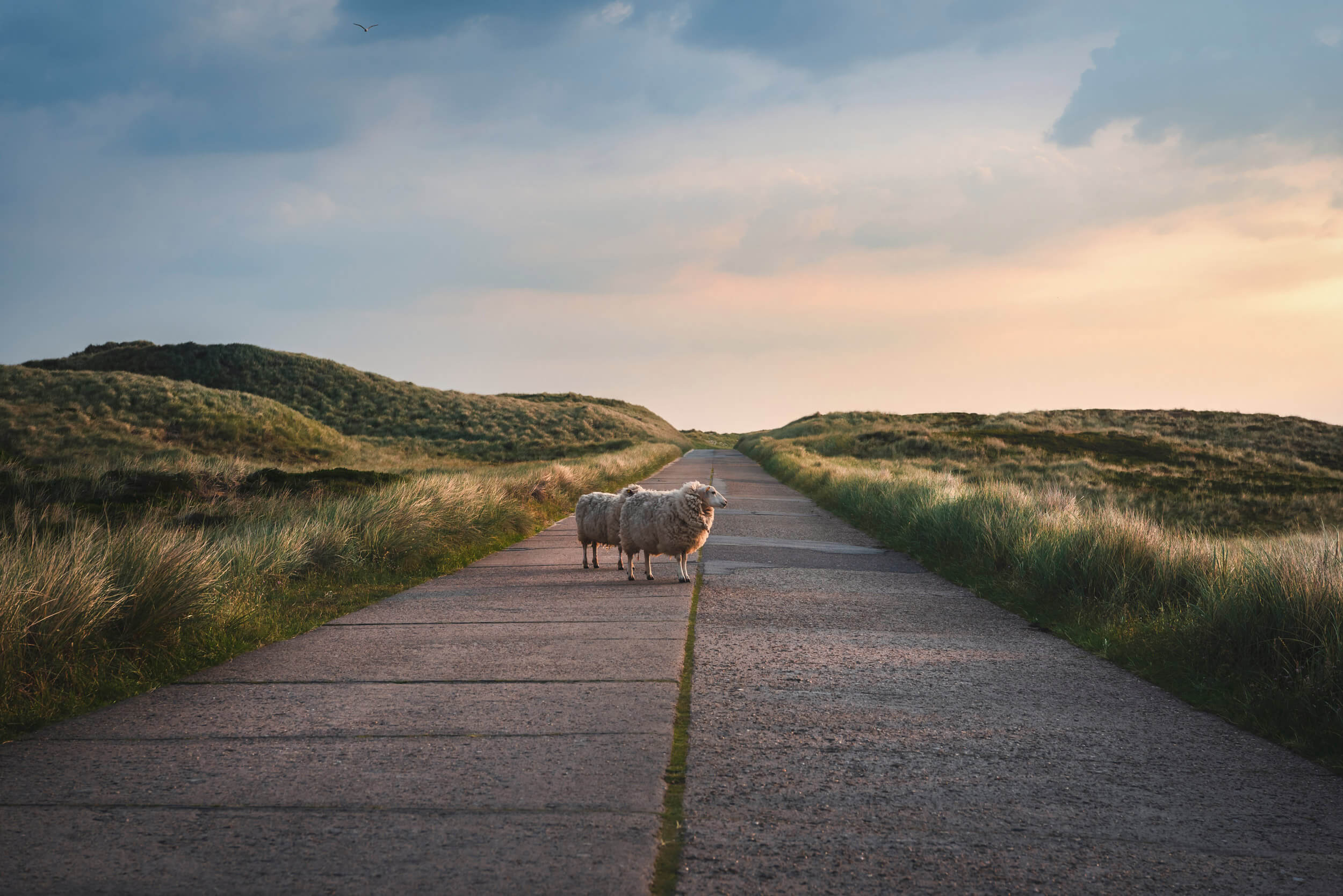 Zwei Schafe stehen auf einer alten Landstraße in List