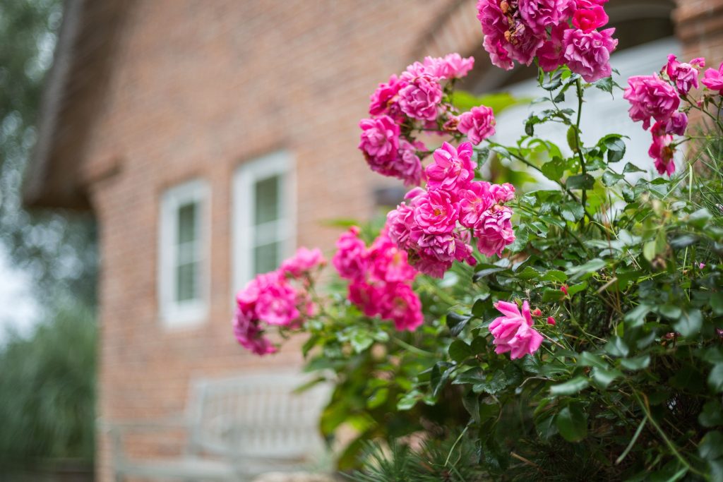 Blühende Blumen vor Ferienhaus auf Sylt