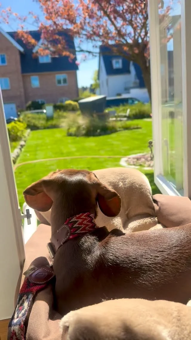 Büro-Hund bei SAS müsste man sein 🐶😍

Unser Büro-Dackel Tilda genießt das Sylter Sonnenwetter in vollen Zügen und wünscht allen ein tolles Feiertags-Wochenende ☀️

#sylt #inselliebe #urlaubaufsylt #dackelglück #dackel
