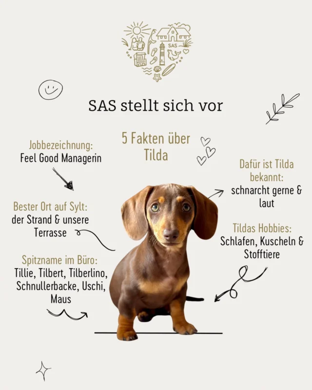 🐾 SAS stellt sich vor – heute mit unserer Feel Good Managerin Tilda! 🤎

Seit Sommer 2024 gehört Tilda fest zum Team des Sylter Appartement Service – und sorgt seitdem täglich für gute Laune im Büro. Als treue Begleiterin von Katharina, die unser Marketing betreut, ist sie bei vielen Terminen, kreativen Ideen und Bürotagen mit dabei.

Ob Kuscheleinheiten, ausgiebige Nickerchen oder die Begrüßung von Kolleginnen und Kollegen – Tilda nimmt ihren Job als Feel Good Managerin sehr ernst. 🐶✨

Wer sie kennt, weiß außerdem: Schnarchen gehört definitiv zu ihren größten Talenten. 😄

Schön, dass du Teil unseres Teams bist, Tillie! 🤍

#SylterAppartementService #SAS #TeamSAS #FeelGoodManagerin #Bürohund