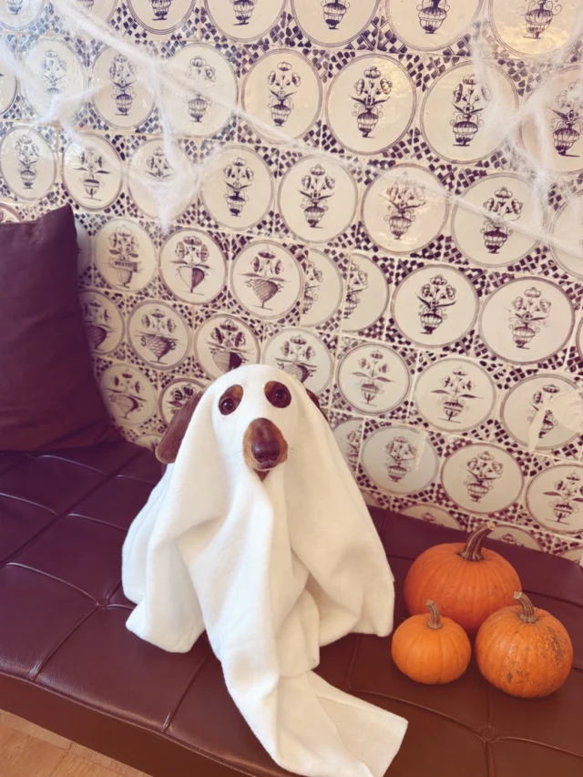 Happy Halloween! 🎃👻

Unsere Büro-Dackeldame Tilda ist schon in Gruselstimmung und freut sich auf den morgigen Feiertag und Halloween-Abend! 🐶🧡

Bei diesen süßen Kostümen müssten doch ein paar Schmackis drin sein, oder? Tilda findet: eindeutig ja! 😋

Wir hatten jedenfalls jede Menge Spaß beim Fotografieren – und Tilda hat sich ihre Leckerlis redlich verdient. 📸✨

Wir wünschen allen einen schönen morgigen Feiertag und einen schaurig-schönen Halloween-Abend. Viel Spaß beim Gruseln! 👻🎃

#Bürohund #Sylt #Halloween #spassbeiderarbeit 

Die Bilder wurden mit Ki optimiert. Die Kostüme hatte die kleine Tillie an.